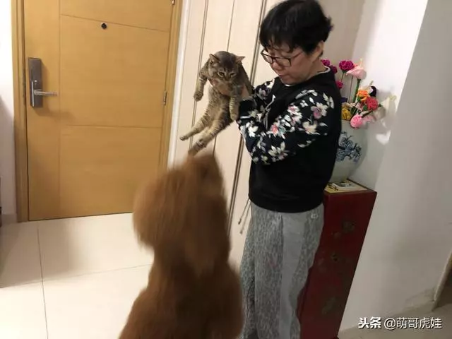 小主子來借住「偶不准」~大汪汪「怒拍桌抗議」:哪裡來的貓!