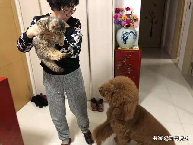 小主子來借住「偶不准」~大汪汪「怒拍桌抗議」:哪裡來的貓!
