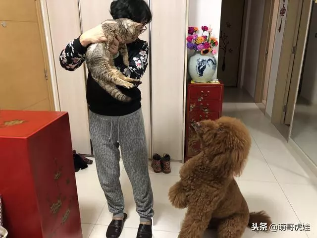小主子來借住「偶不准」~大汪汪「怒拍桌抗議」:哪裡來的貓!