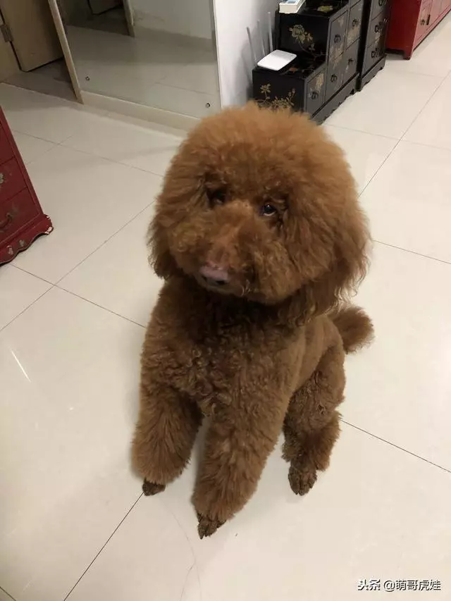 小主子來借住「偶不准」~大汪汪「怒拍桌抗議」:哪裡來的貓!
