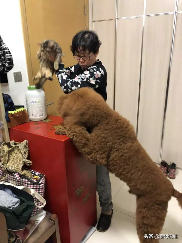 小主子來借住「偶不准」~大汪汪「怒拍桌抗議」:哪裡來的貓!