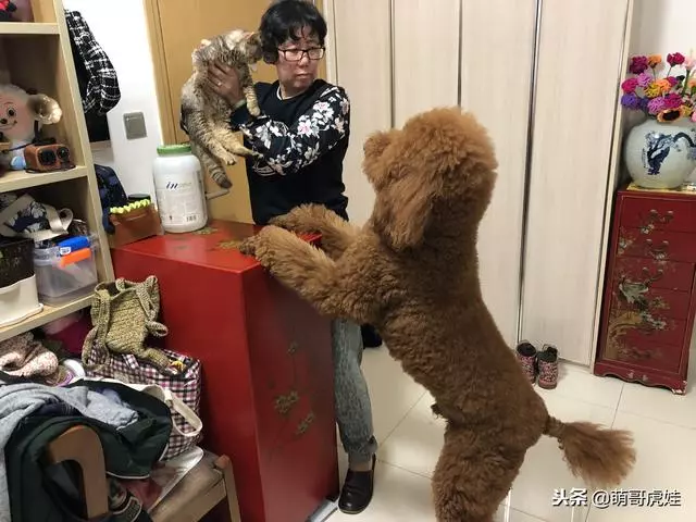 小主子來借住「偶不准」~大汪汪「怒拍桌抗議」:哪裡來的貓!