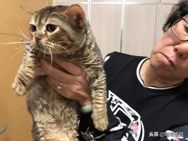 小主子來借住「偶不准」~大汪汪「怒拍桌抗議」:哪裡來的貓!
