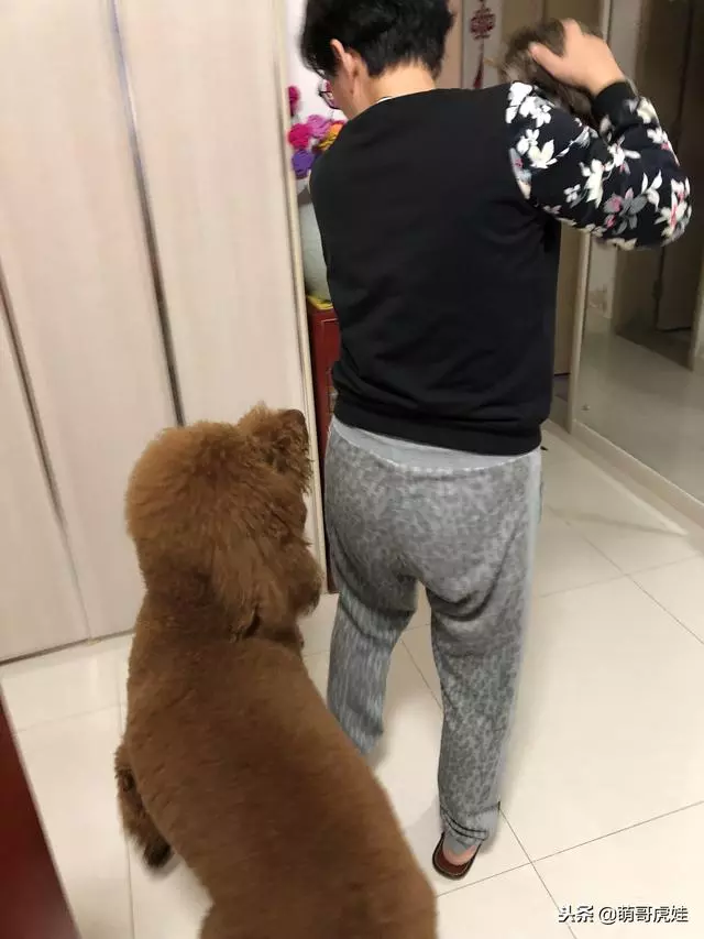 小主子來借住「偶不准」~大汪汪「怒拍桌抗議」:哪裡來的貓!