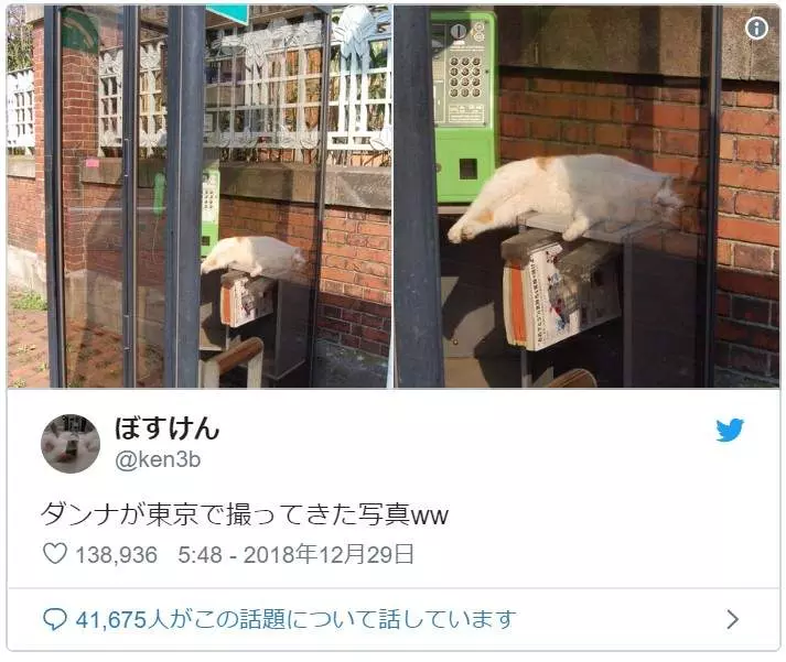 超好睡《電話亭里的貓》或許給了人類更多不要拆電話亭的理由...