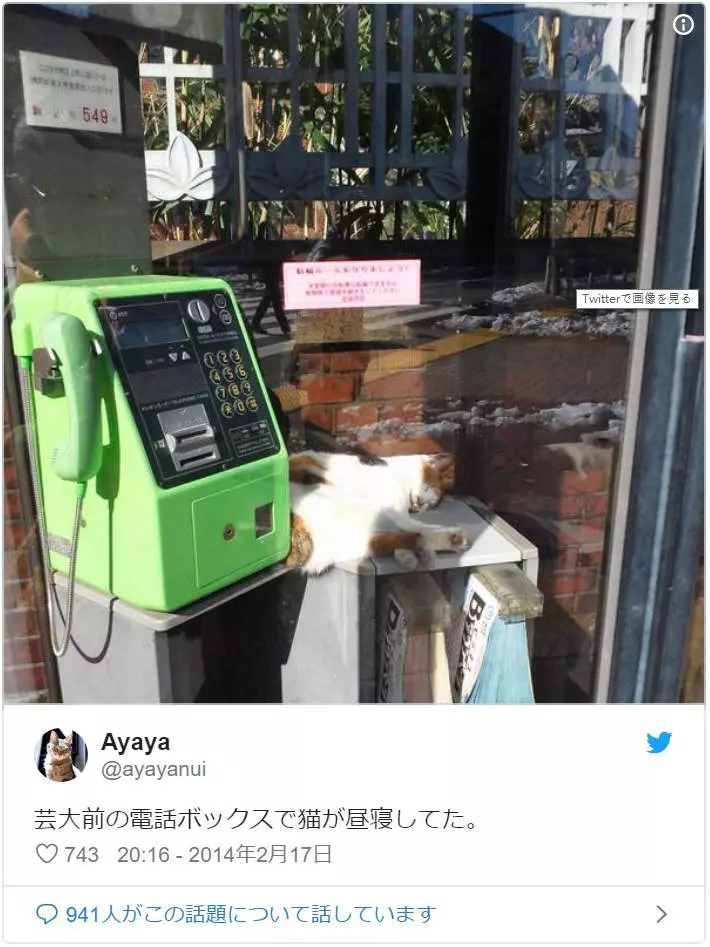 超好睡《電話亭里的貓》或許給了人類更多不要拆電話亭的理由...
