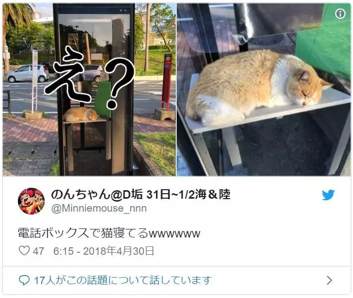 超好睡《電話亭里的貓》或許給了人類更多不要拆電話亭的理由...