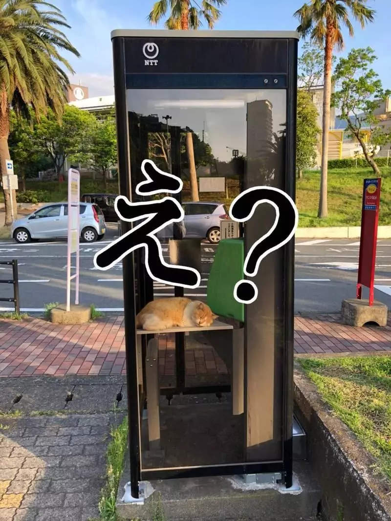 超好睡《電話亭里的貓》或許給了人類更多不要拆電話亭的理由...