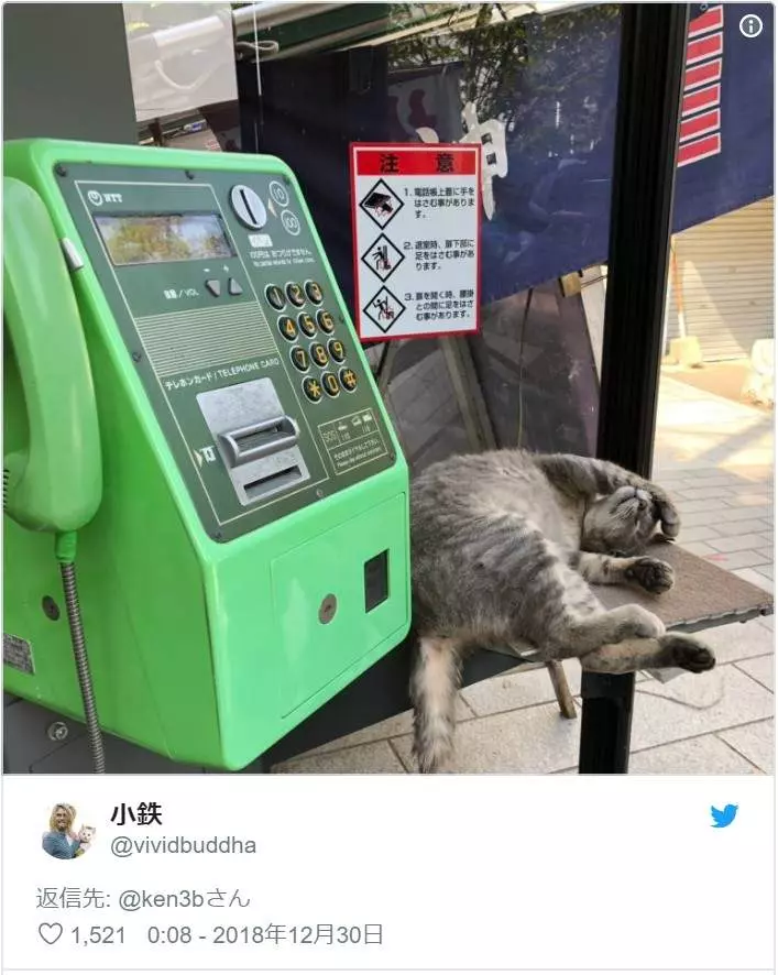 超好睡《電話亭里的貓》或許給了人類更多不要拆電話亭的理由...
