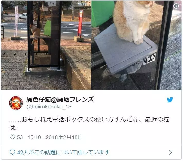 超好睡《電話亭里的貓》或許給了人類更多不要拆電話亭的理由...