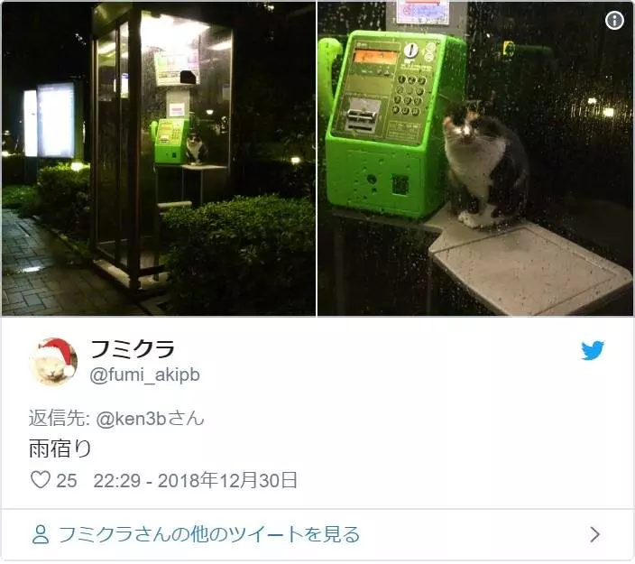 超好睡《電話亭里的貓》或許給了人類更多不要拆電話亭的理由...