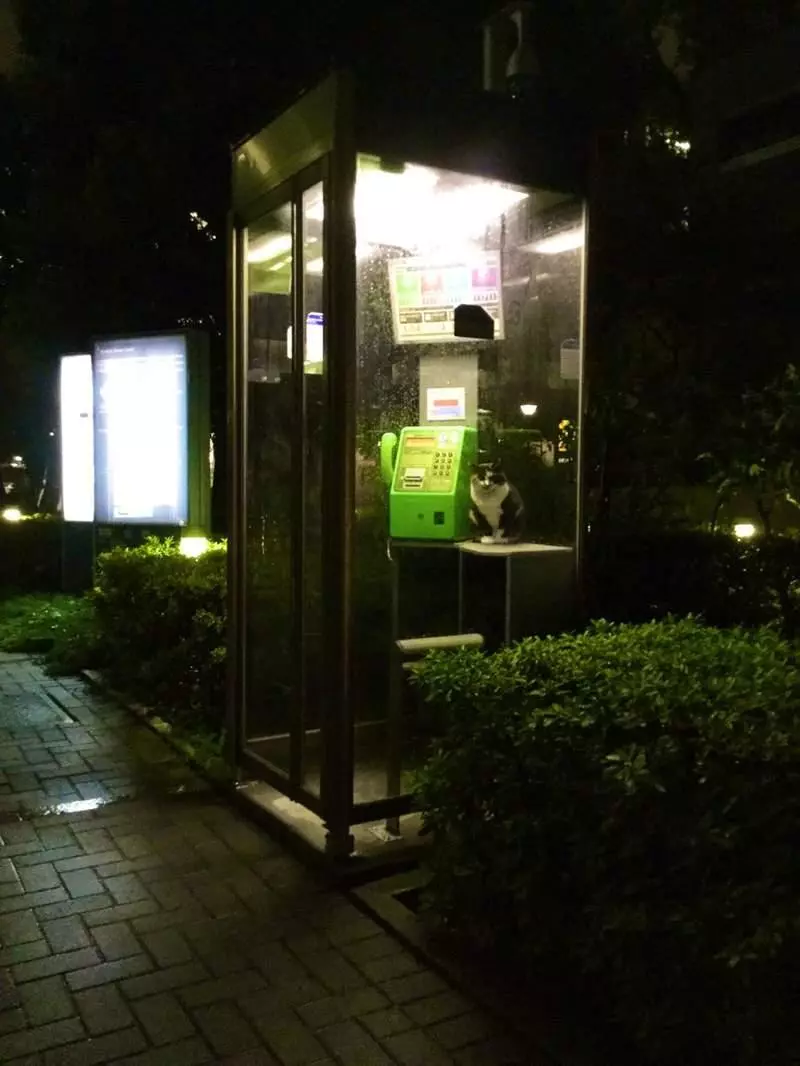 超好睡《電話亭里的貓》或許給了人類更多不要拆電話亭的理由...