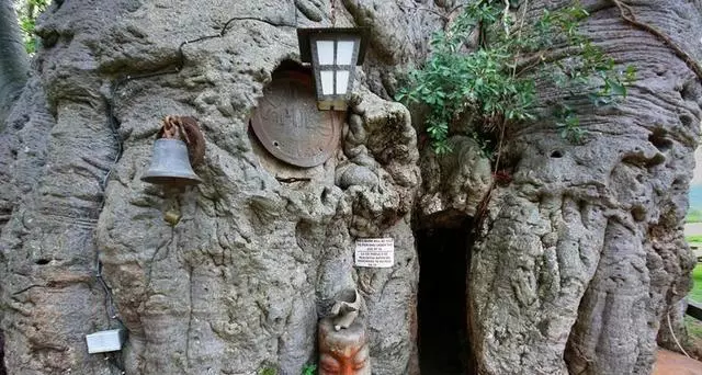 一棵活了6000年的樹,直徑21公尺可以開店鋪,「內有乾坤」吸引大量遊客