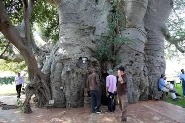 一棵活了6000年的樹,直徑21公尺可以開店鋪,「內有乾坤」吸引大量遊客