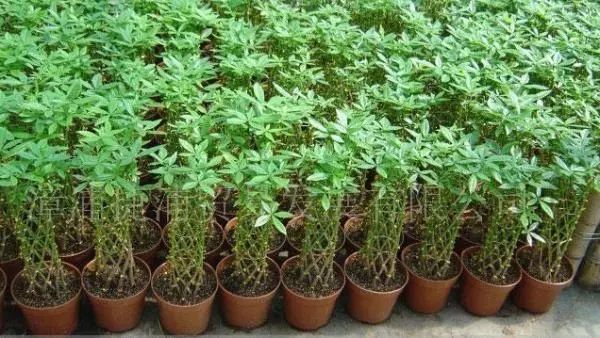 十二生肖養什麼植物「最旺」自己的財運?!想「賺錢」這樣擺就對了!