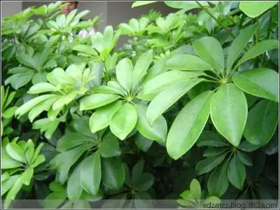 十二生肖養什麼植物「最旺」自己的財運?!想「賺錢」這樣擺就對了!