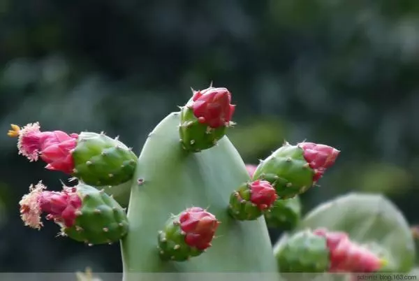 十二生肖養什麼植物「最旺」自己的財運?!想「賺錢」這樣擺就對了!