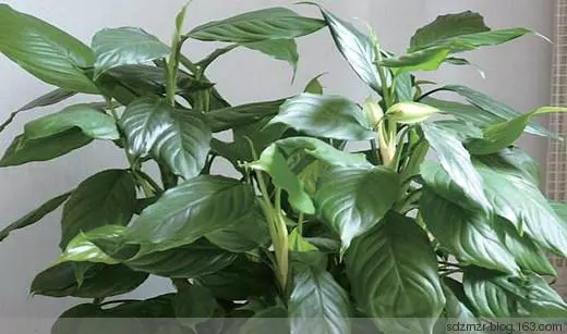 十二生肖養什麼植物「最旺」自己的財運?!想「賺錢」這樣擺就對了!