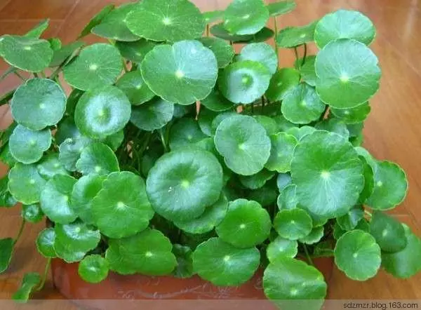 十二生肖養什麼植物「最旺」自己的財運?!想「賺錢」這樣擺就對了!