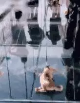 愛牠,就不要將牠拋向空中