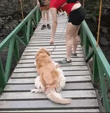 愛牠,就不要將牠拋向空中