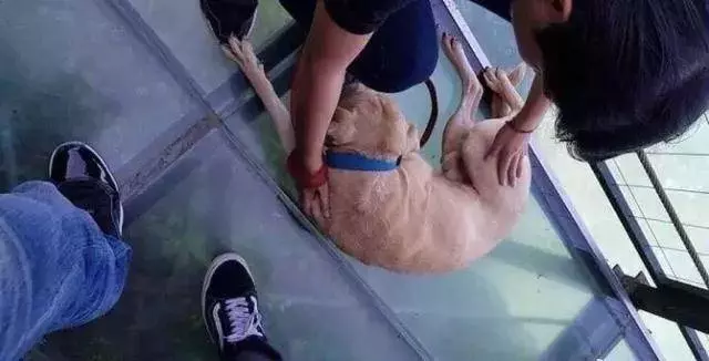 愛牠,就不要將牠拋向空中