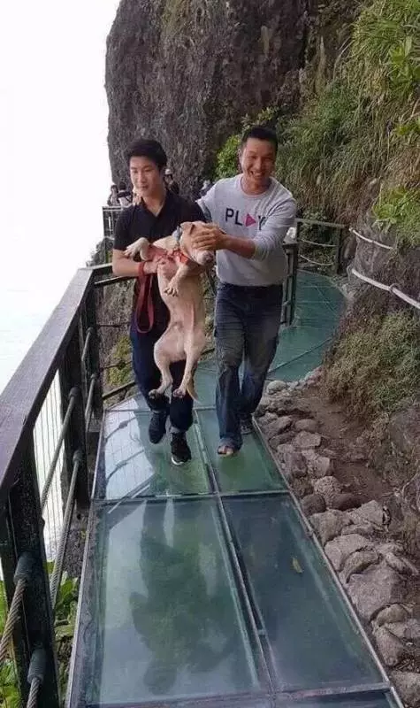 愛牠,就不要將牠拋向空中