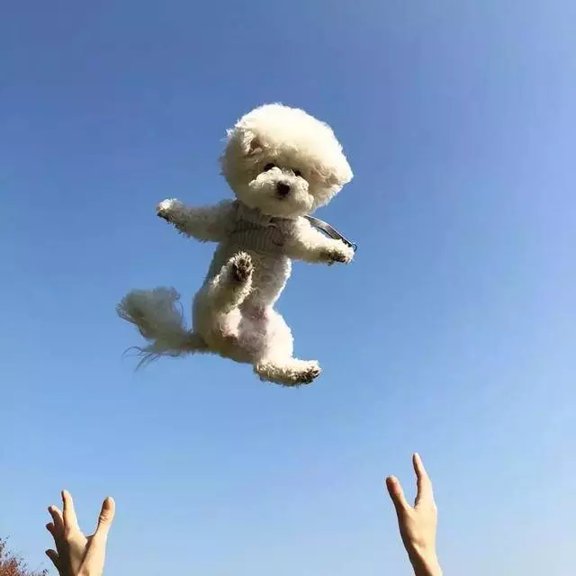 愛牠,就不要將牠拋向空中