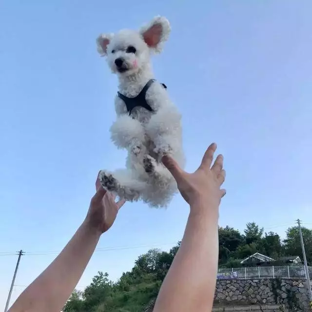 愛牠,就不要將牠拋向空中