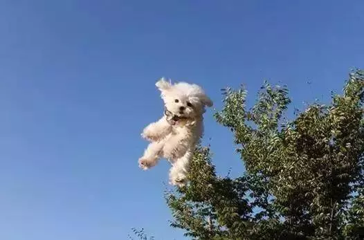 愛牠,就不要將牠拋向空中