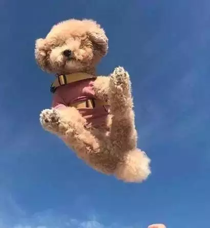 愛牠,就不要將牠拋向空中
