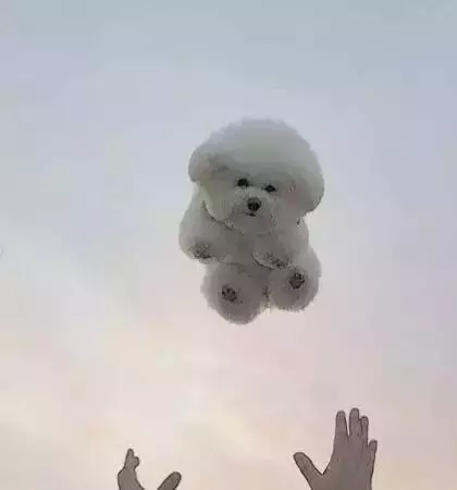 愛牠,就不要將牠拋向空中