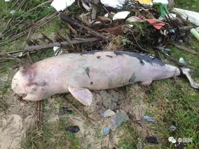一隻粉色海豚受到颱風襲擊,頭部遭重創,痛苦的躺在海灘上,牛被樹壓得動彈不了……