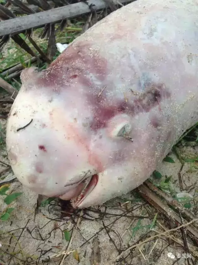 一隻粉色海豚受到颱風襲擊,頭部遭重創,痛苦的躺在海灘上,牛被樹壓得動彈不了……