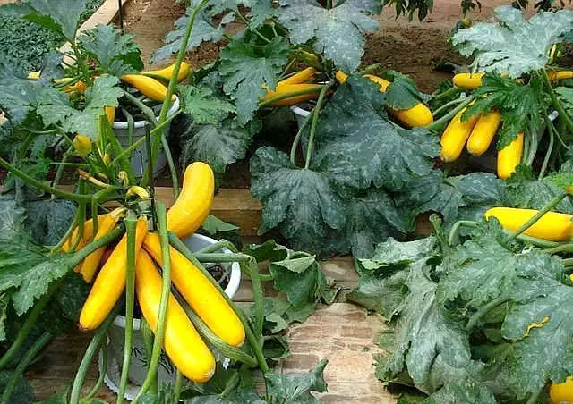 養花人:冬季花盆種上「3盆菜」,省了「買菜錢」,免費吃1冬天