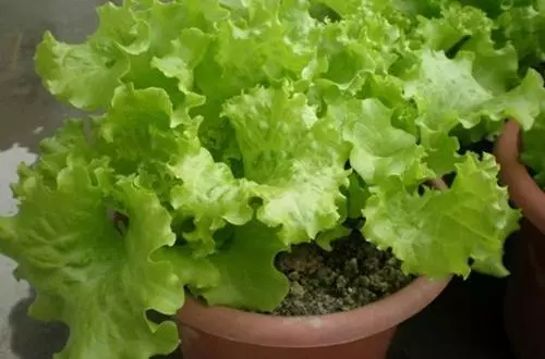 養花人:冬季花盆種上「3盆菜」,省了「買菜錢」,免費吃1冬天