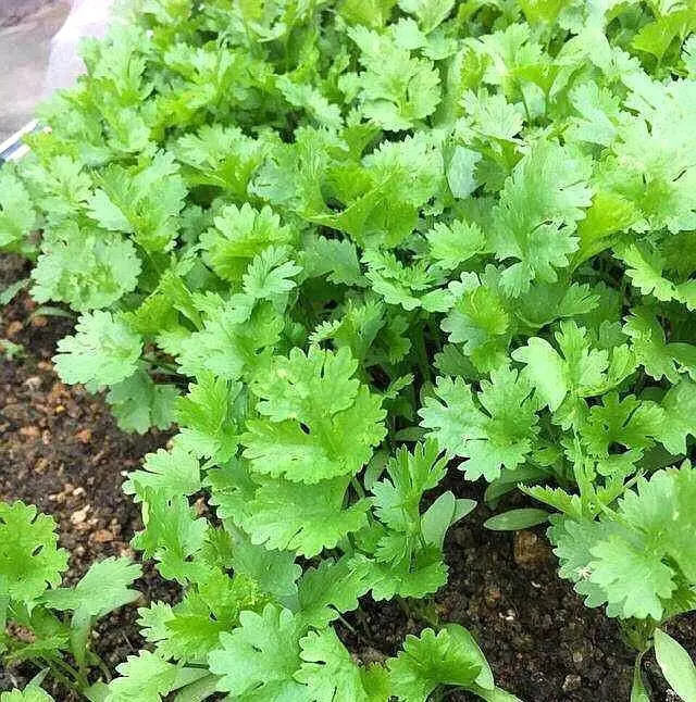 養花人:冬季花盆種上「3盆菜」,省了「買菜錢」,免費吃1冬天