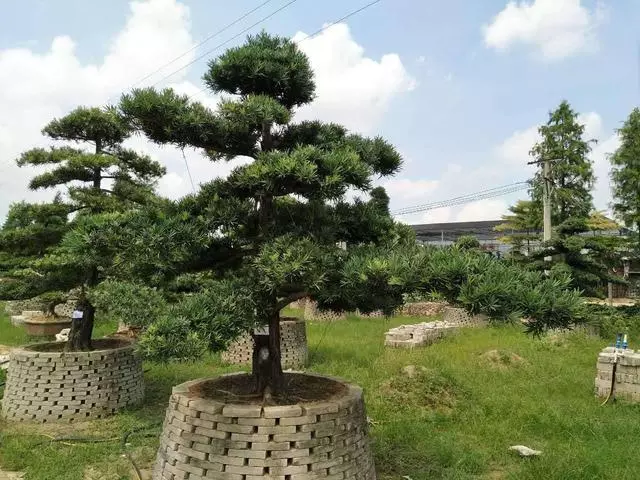 這兩種「樹」,造成老樁「價值」翻倍,其實「1根枝條」就能成活