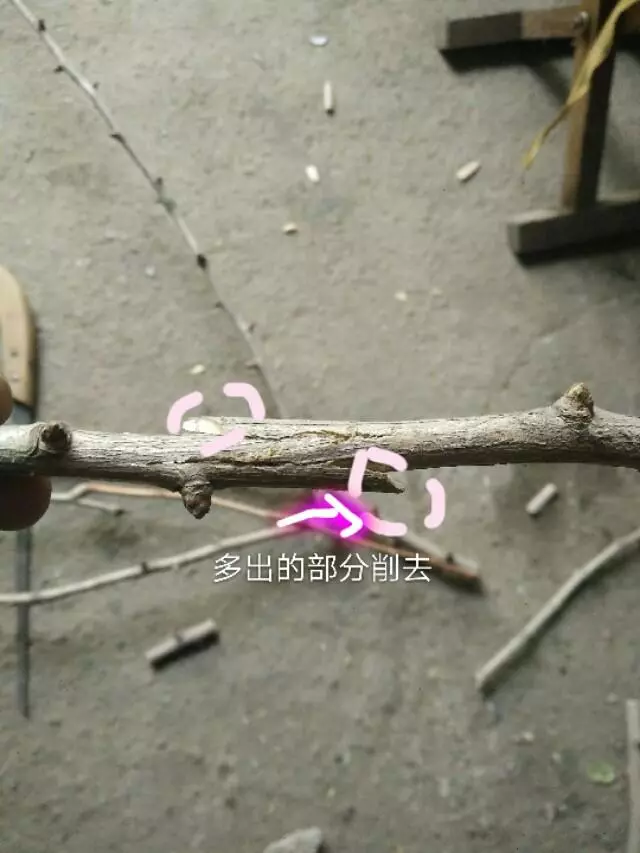圖片演示:盆景製作中用到的「插皮舌接」和「雙舌接」