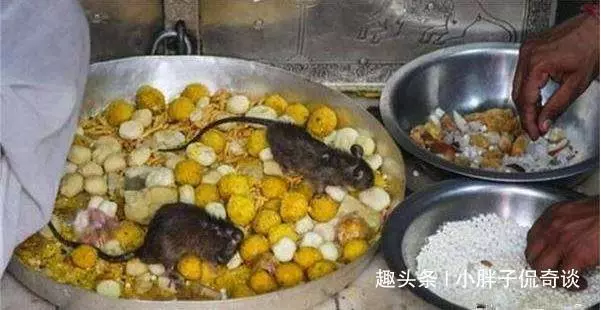 女子去印度寺廟遊玩,不小心踩死一隻老鼠,卻面臨天價賠償!