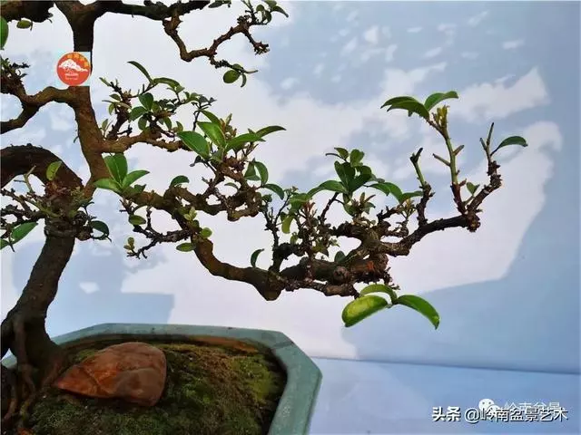 高手玩樹,木無貴賤,取形為上!
