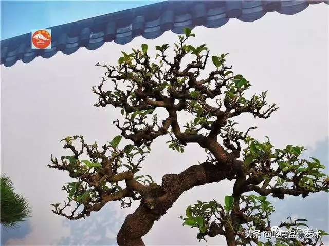 高手玩樹,木無貴賤,取形為上!