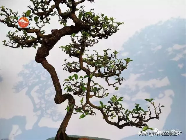 高手玩樹,木無貴賤,取形為上!