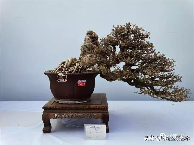 高手玩樹,木無貴賤,取形為上!