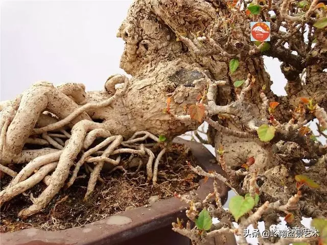 高手玩樹,木無貴賤,取形為上!