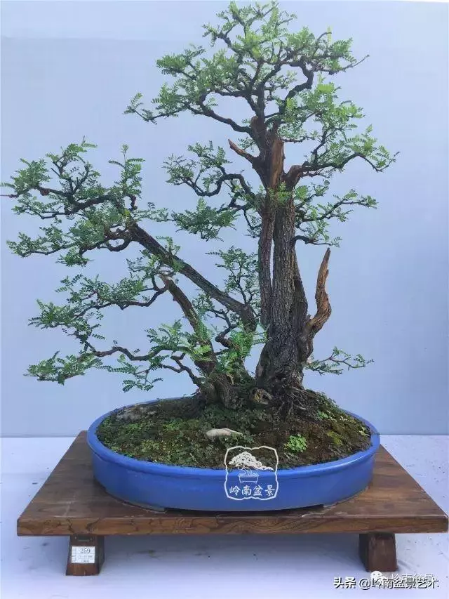 高手玩樹,木無貴賤,取形為上!
