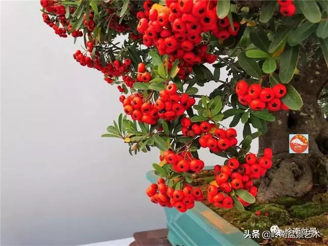 高手玩樹,木無貴賤,取形為上!