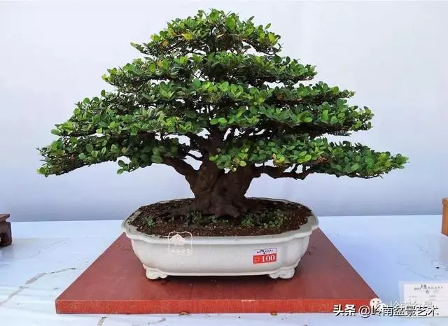 高手玩樹,木無貴賤,取形為上!