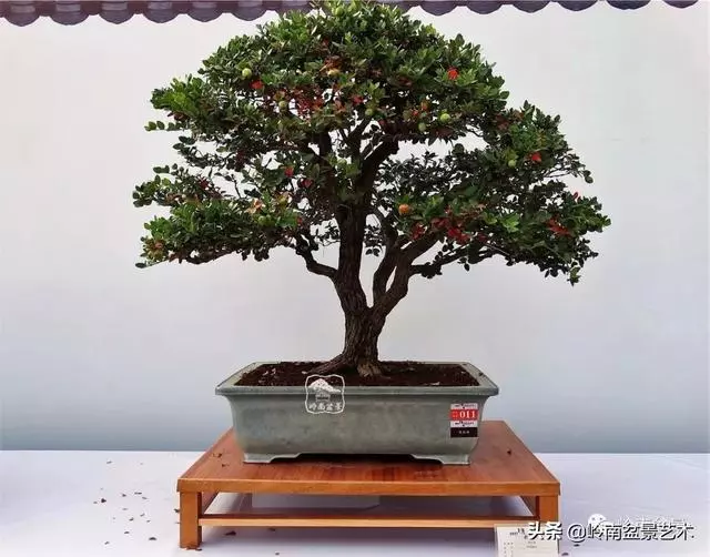 高手玩樹,木無貴賤,取形為上!