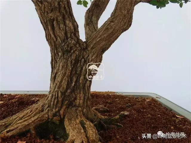 高手玩樹,木無貴賤,取形為上!